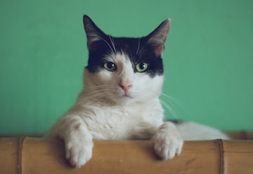 Krillione의 고양이